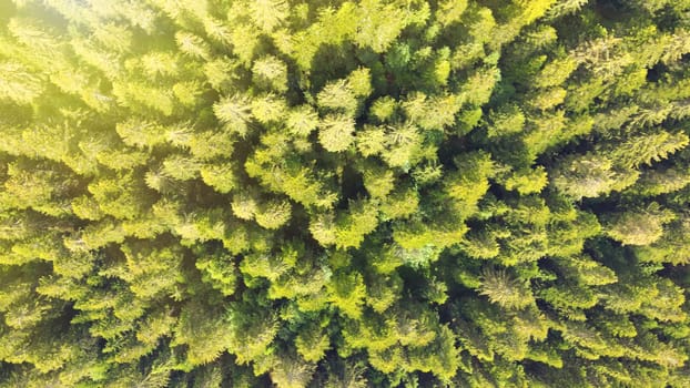 Aerial view of beautiful mountain trees in summer season.