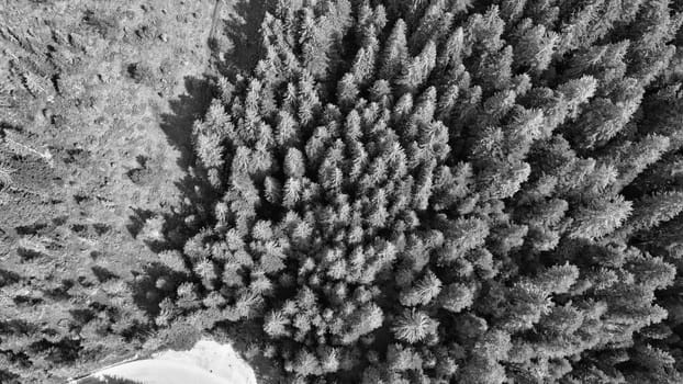 Aerial view of beautiful mountain trees in summer season.