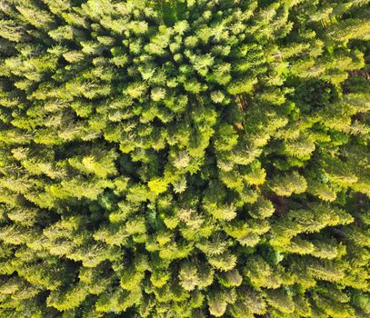 Aerial view of beautiful mountain trees in summer season.