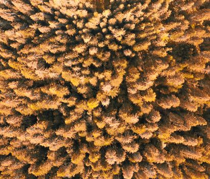 Aerial view of beautiful mountain trees in summer season.