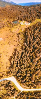 Overhead aerial view of beautiful mountain trees in summertime.