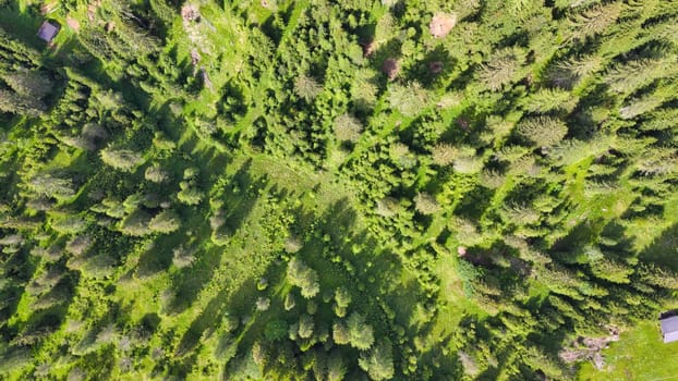 Overhead aerial view of beautiful mountain trees in summertime.