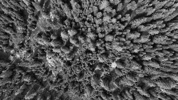 Overhead aerial view of beautiful mountain trees in summertime.