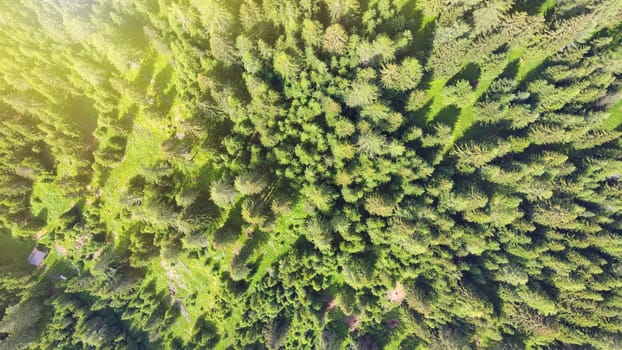 Overhead aerial view of beautiful mountain trees in summertime.