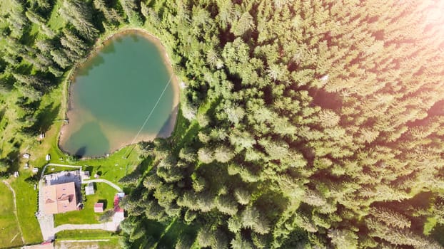 Overhead aerial view of beautiful mountain trees in summertime.