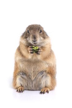 Prairie dog holding green snack in hands and enjoy eating on white background.