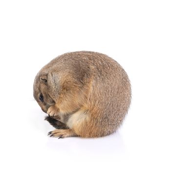 Side view of  prairie dog sitting like ball on white background.