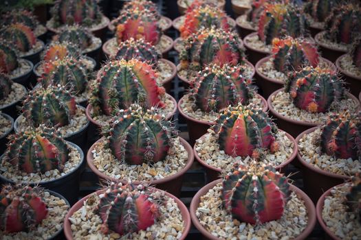 Close up photo of cactus with red and green color in little pot laying in line pattern.