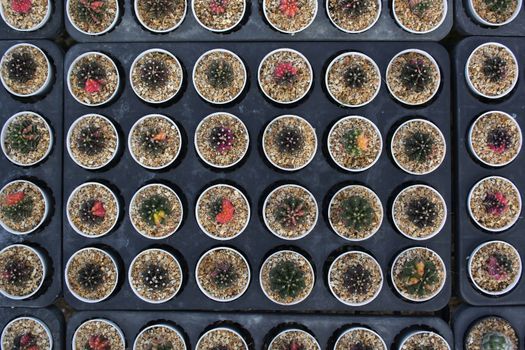 Top view of cactus nursery in line pattern.