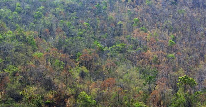 Forest in tropical area with many varieties of trees look beautiful in multicolor for background photo.