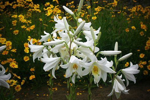 White lily flowers in the garden after rain