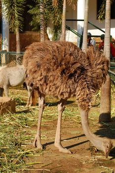 ILOCOS SUR, PH - APR 10: Ostrich at Baluarte Zoo on April 10, 2009 in Vigan, Ilocos Sur. Baluarte Zoo is a zoological park owned by Chavit Singson.