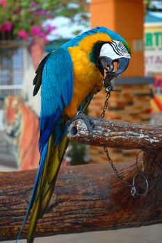 ILOCOS SUR, PH - APR 10: Macaw bird at Baluarte Zoo on April 10, 2009 in Vigan, Ilocos Sur. Baluarte Zoo is a zoological park owned by Chavit Singson.