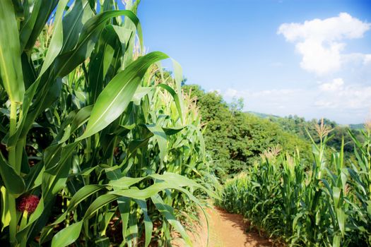 Corn tree on field in spring with the sunlight at blue sky.