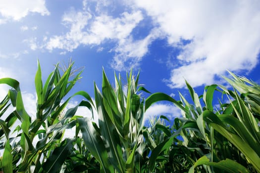 Corn tree on field in spring with the blue sky.