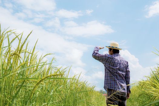 Farmer in rice field with the blue sky.