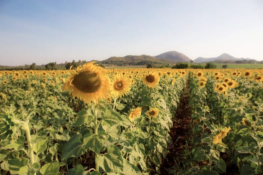 Field of sunflower in summer with the sky.