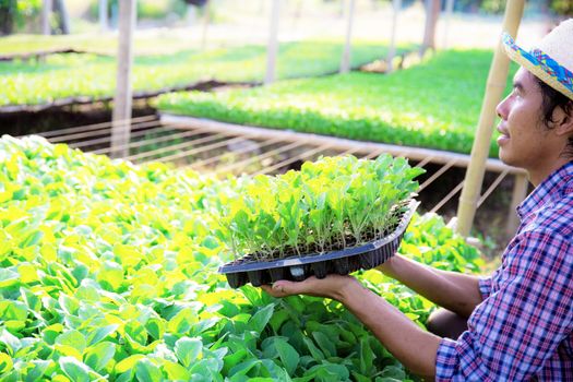 Gardeners are holding organic vegetable trays in greenhouse with sunlight.