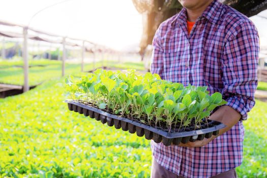 Gardeners hold organic vegetable trays in the greenhouse.