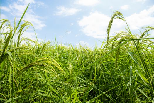 Green grains are growing on fields with the sky.