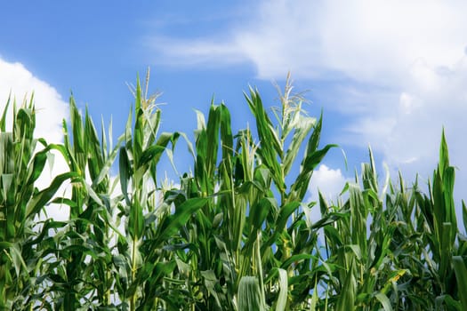 Green leaves of corn with the blue sky.