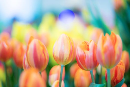 Orange of tulip in garden with the colorful.