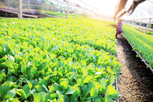 Organic vegetable and gardener in greenhouse with sunlight.