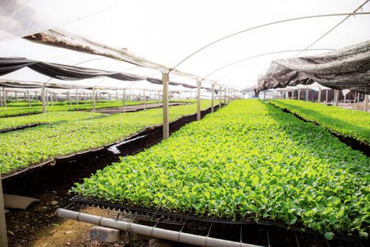 Organic vegetables on plot in greenhouse with sunlight.