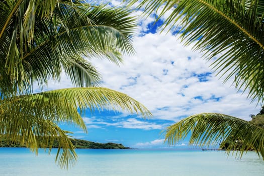 Palm tree on beach at sea with the blue sky.