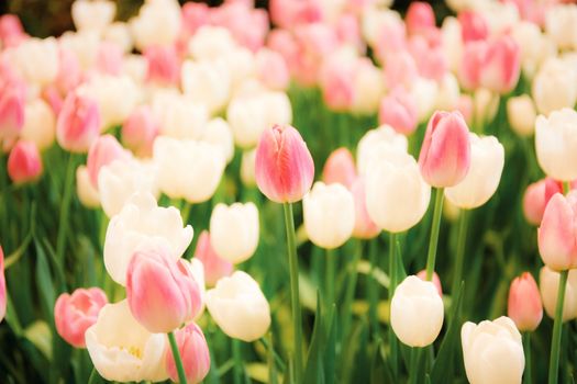 Pink of tulip in garden with the colorful.