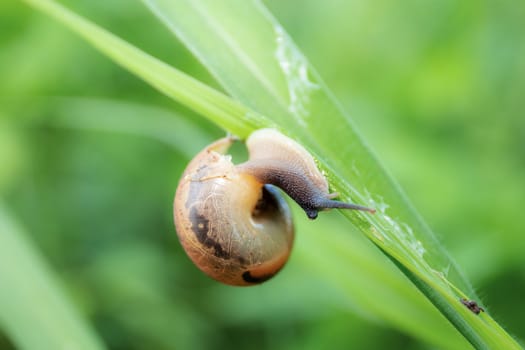 Slugs on grass in fields with the natural background.