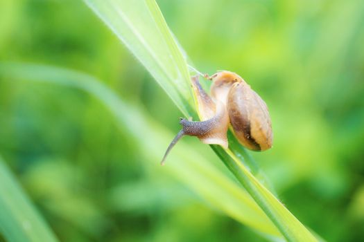 Slugs on grass in fields during the rainy season.