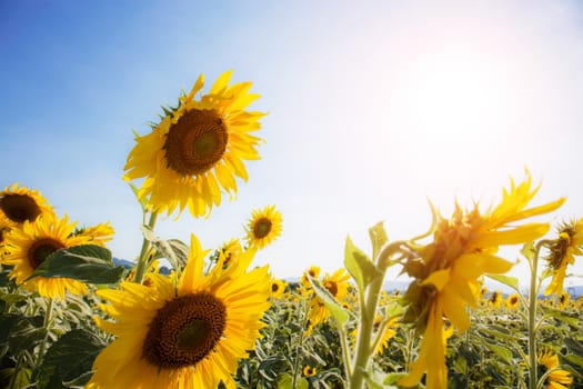 Sunflower in summer with the sunlight at sky.