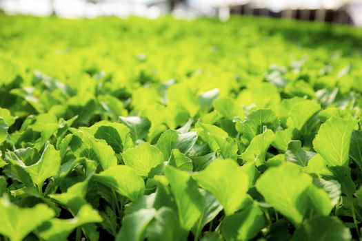 Organic vegetables are growing in greenhouse with the sunlight.