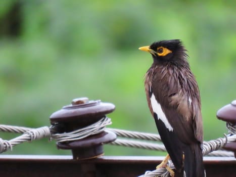 close up of Myna bird sitting on electric wire soaked in rain