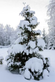 The forest has covered with heavy snow in winter season at Lapland, Finland.