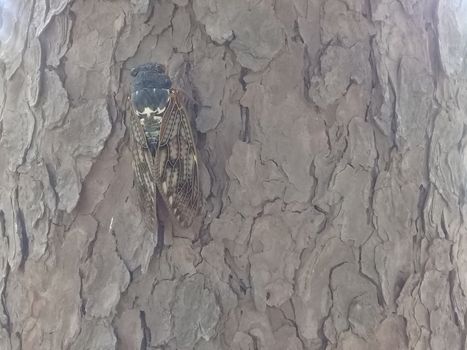 A big flying beetle settled on dry bark of a tree