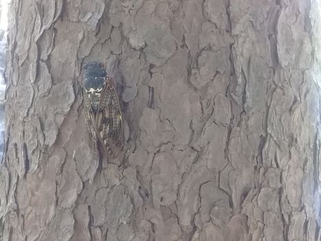 A big flying beetle settled on dry bark of a tree