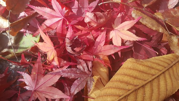 Autumn red colored leaves. The leaves are reddish or maroon in color with green leaves seen in the background: a close-up