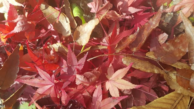 Autumn red colored leaves. The leaves are reddish or maroon in color with green leaves seen in the background: a close-up