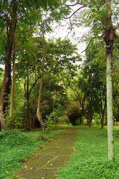 Outdoor garden pathway at University of the Philippines in Diliman, Quezon City, Philippines.