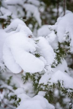 The branch of tree has covered with heavy snow in winter season at Lapland, Finland.