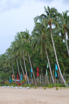 PALAWAN, PH -  NOV 29 - Coconut trees and sands at Sabang beach on November 29, 2009 in Puerto Princesa, Palawan, Philippines.