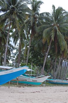 PALAWAN, PH -  NOV 29 - Coconut trees and boats at Sabang beach on November 29, 2009 in Puerto Princesa, Palawan, Philippines.