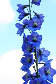 Summer gardening. Nice blue flower on high steam against sky