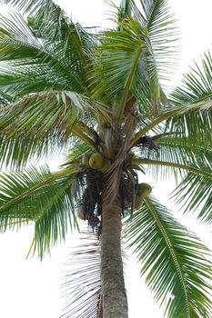 Coconut tree with hanging coconut fruits in the island of the Philippines