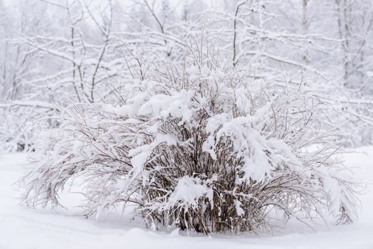 The big tree has covered with heavy snow in winter season at Lapland, Finland.