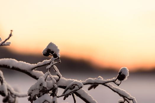 The branch of tree has covered with heavy snow and sunset time in winter season at Holiday Village Kuukiuru, Finland.