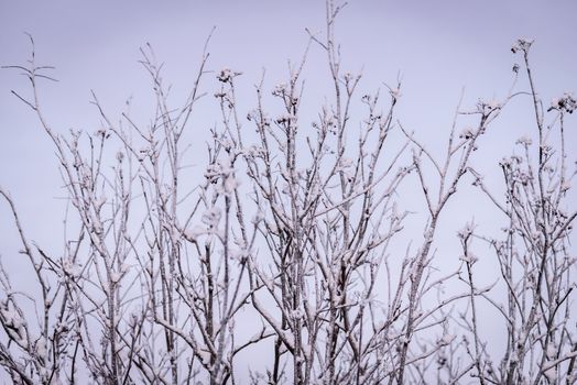 The branch of tree has covered with heavy snow and sunset time in winter season at Holiday Village Kuukiuru, Finland.