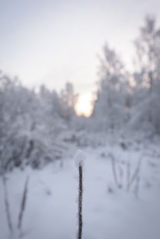 The flower has covered with heavy snow in winter season at Lapland, Finland.